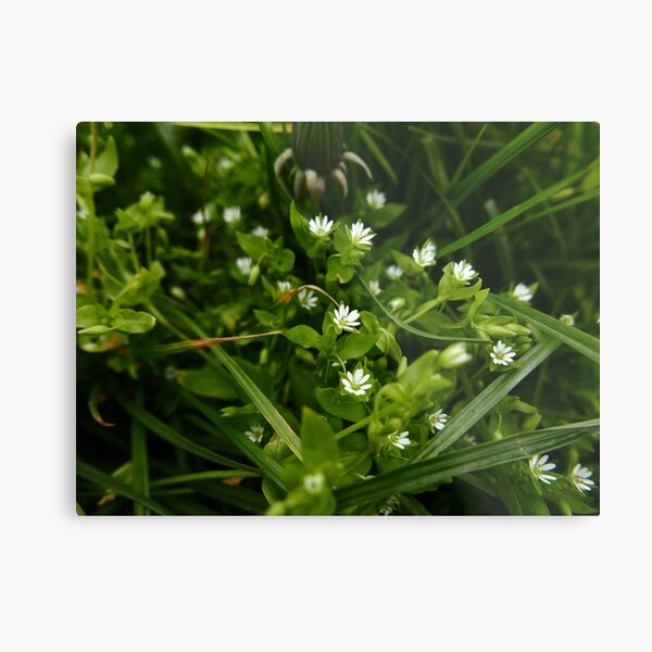 Metal Print