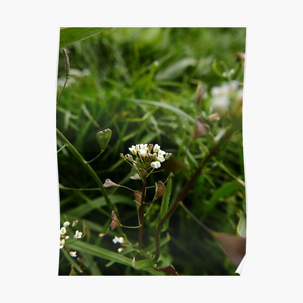 Shepherd's Purse (Capsella bursa-pastoris) Poster