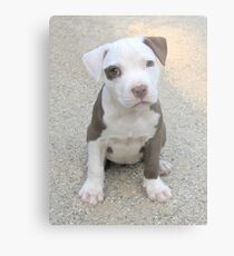 Cocamo at 8 weeks Metal Print