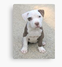 Cocamo at 8 weeks Canvas Print