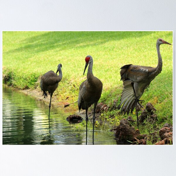 Item preview, Sandhill Cranes on the Shore of a Lake designed and sold by rhamm.