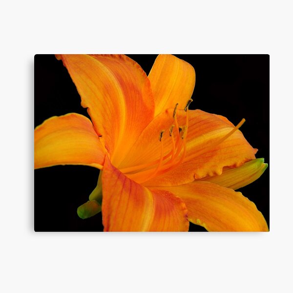 Orange Sorbet © Canvas Print