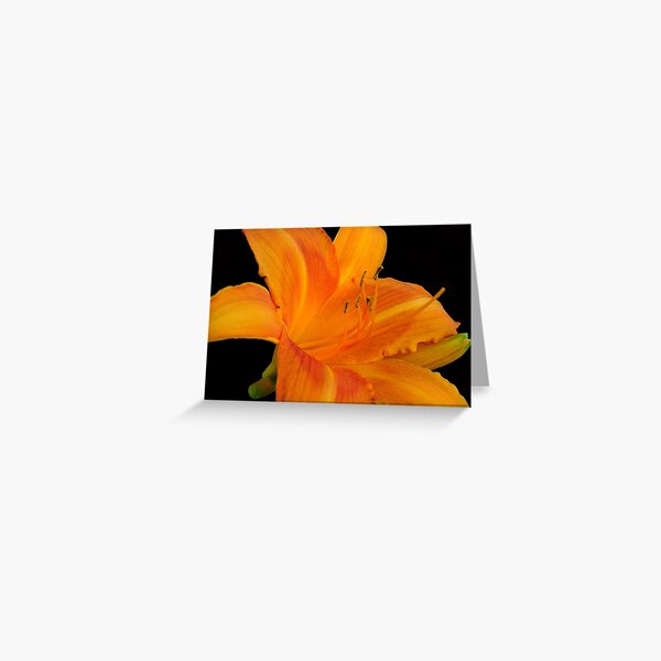 Orange Sorbet © Greeting Card