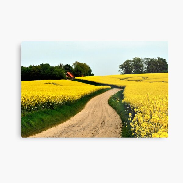 Driving through the rapeseed fields Metal Print