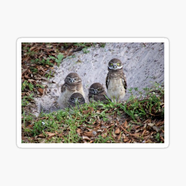 Baby Burrowing Owls Sticker