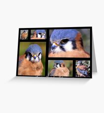American Kestrel ~ Raptor Series Greeting Card