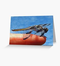 Where are the Mosquitoes? Greeting Card