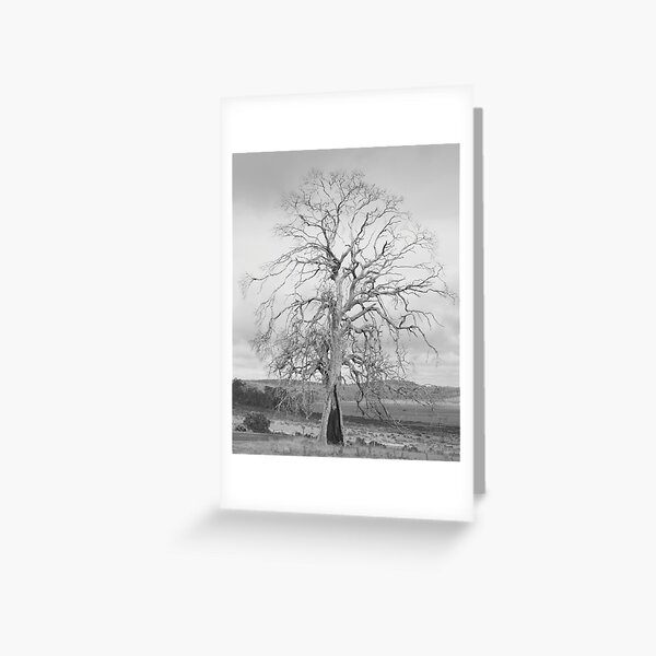 Cider gum sentinel Miena Tasmania Australia Greeting Card