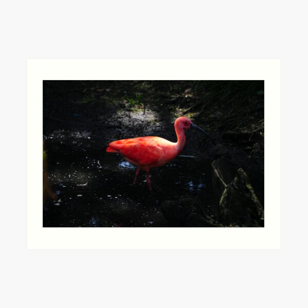 Shocking Pink Art Print