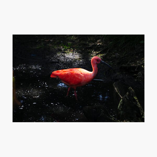 Shocking Pink Photographic Print