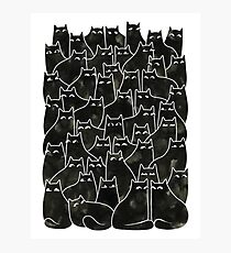 Suspicious Cats Photographic Print