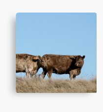 two brown cows Canvas Print