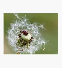 Coccinelle sur pissenlit Photographic Print
