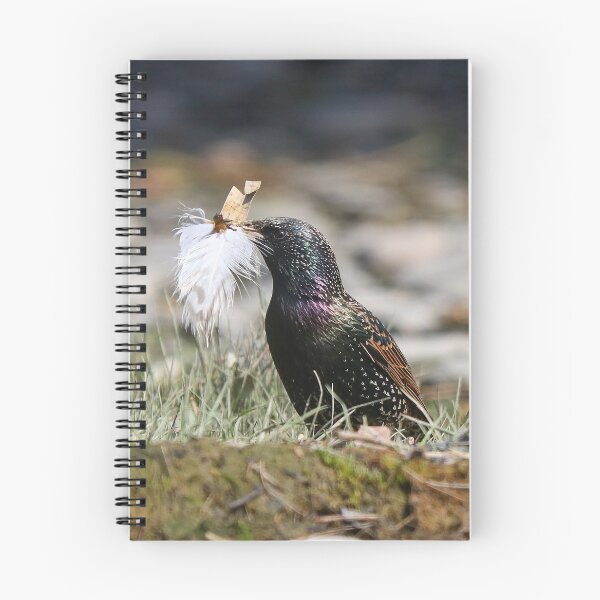 Item preview, Nesting starling designed and sold by GreyFeatherPhot.