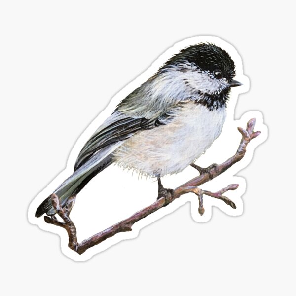 Black Capped Chickadee Sticker