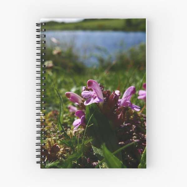 Item preview, Common Lousewort (Pedicularis sylvatica) designed and sold by IOMWildFlowers.