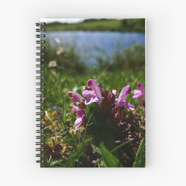 Item preview, Common Lousewort (Pedicularis sylvatica) designed and sold by IOMWildFlowers.