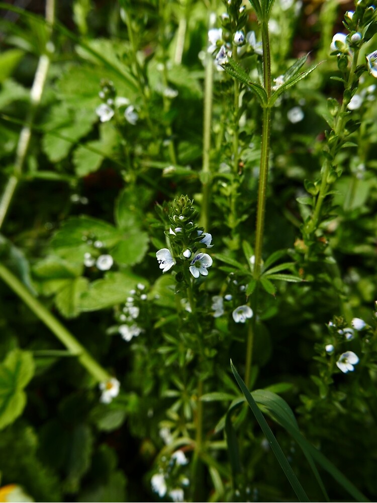 Thyme-leaved Speedwell (Veronica serpyllifolia) by IOMWildFlowers