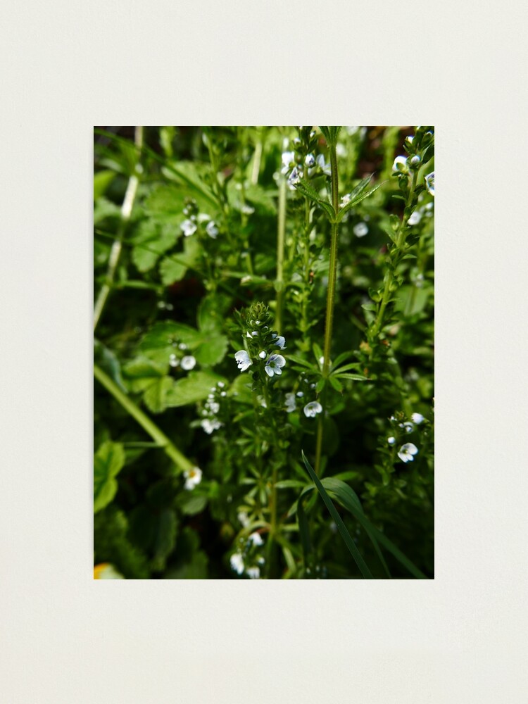 Alternate view of Thyme-leaved Speedwell (Veronica serpyllifolia) Photographic Print