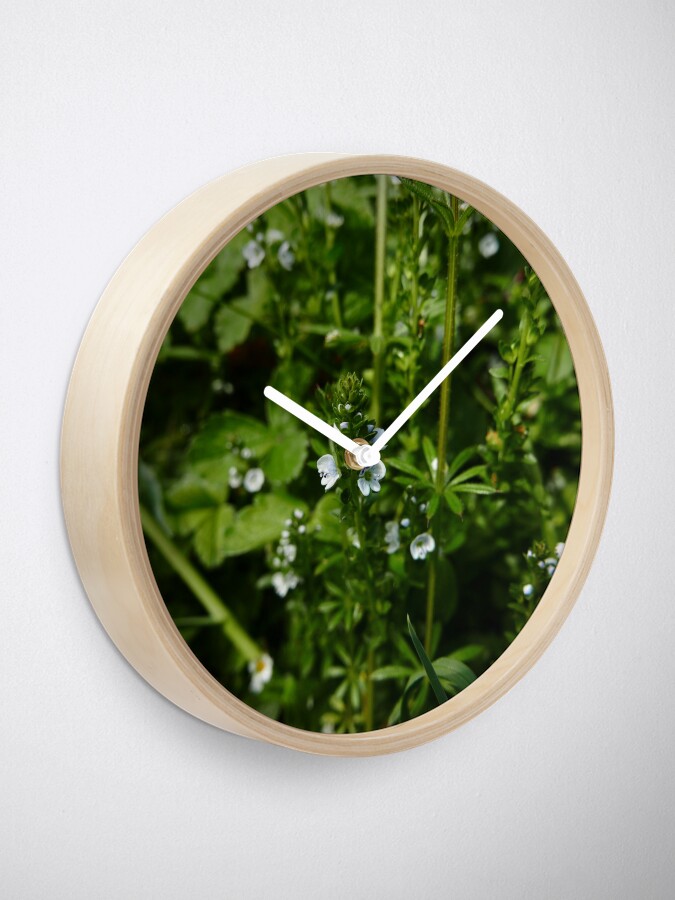 Alternate view of Thyme-leaved Speedwell (Veronica serpyllifolia) Clock