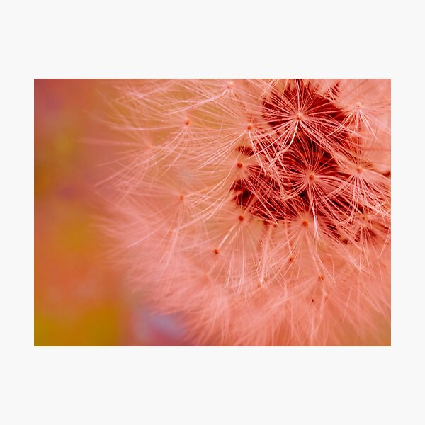 Pink dandelion fluff Photographic Print