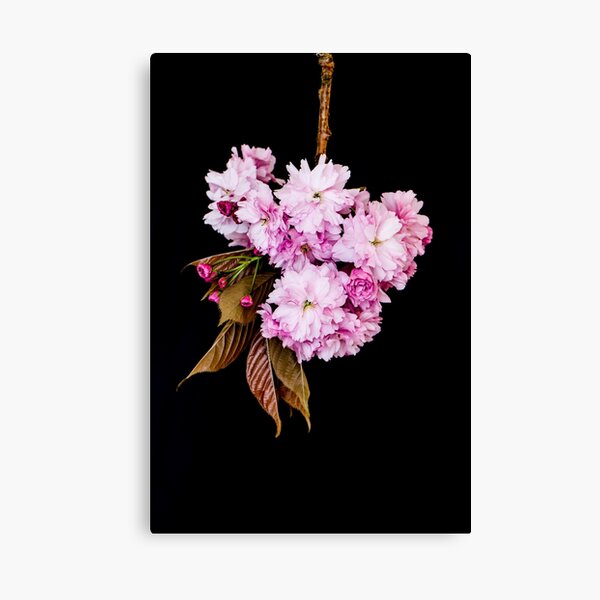 Cherry Blossoms still life on a black background Canvas Print