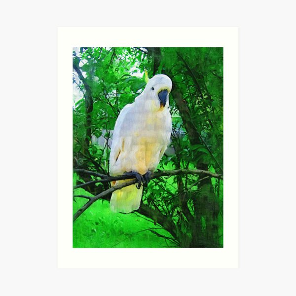 Hello- Aussie Bird Art Print