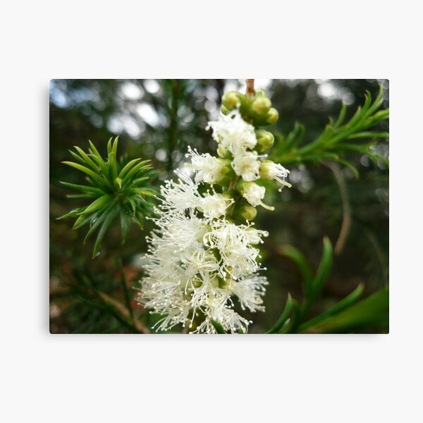 Item preview, Australian Native Flowers Series 2 designed and sold by beeden.