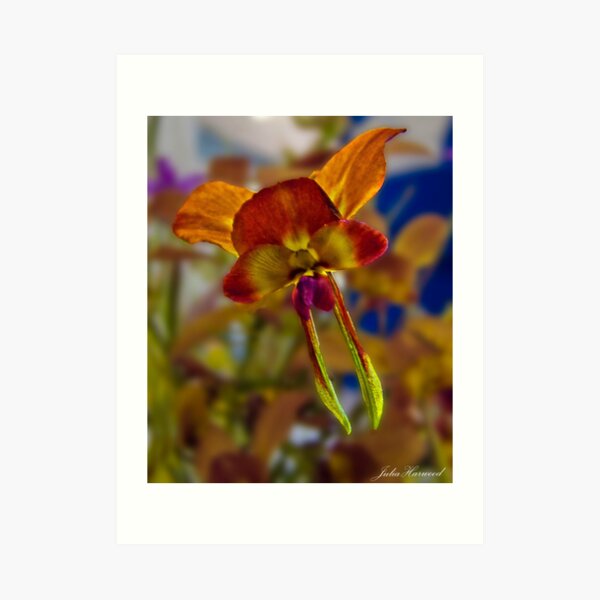 Yalgorup Donkey orchid, Diuris porphyrochila Art Print