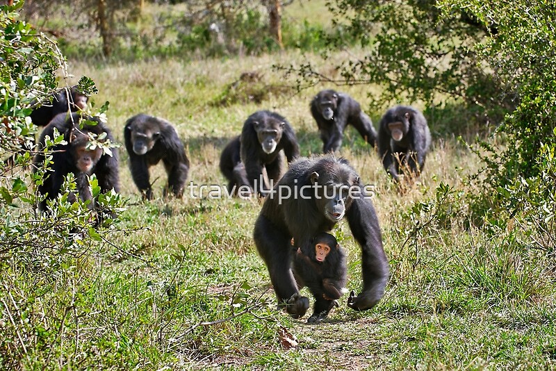 "running group of common Chimpanzees" by travel4pictures Redbubble