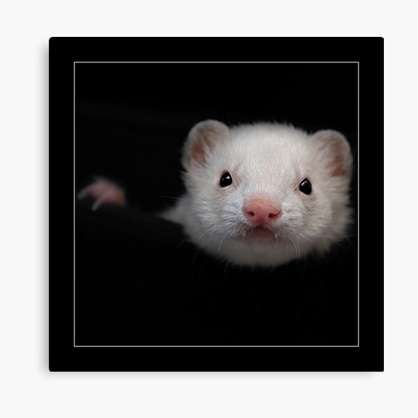 -005- Canvas Print