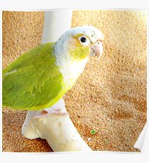 Green-Cheeked Poster