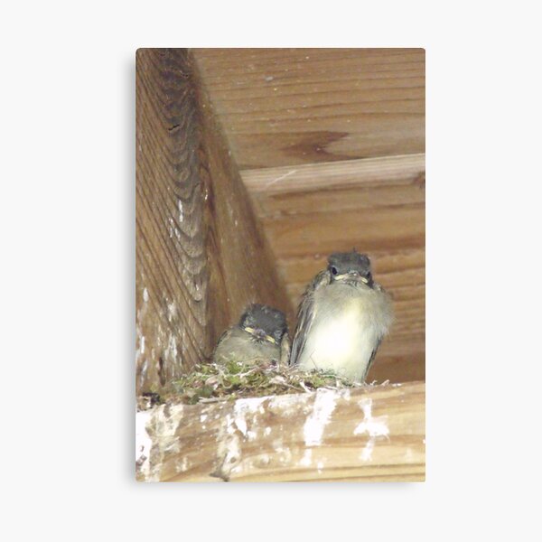 Baby Eastern Phoebes Canvas Print