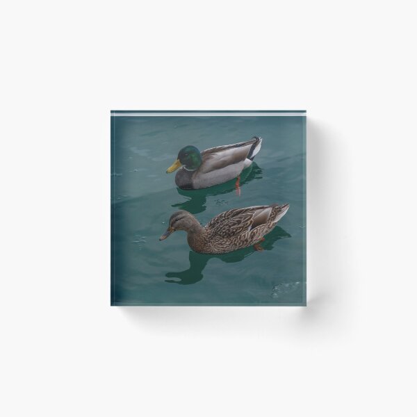 Item preview, A Pair of Mallards in Ice Flecked Water designed and sold by Gerda Grice Photography.