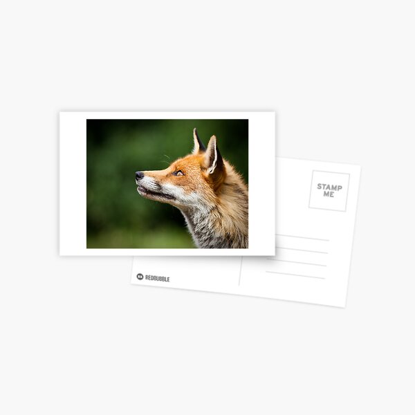 What Do Foxes Dream Of? Postcard