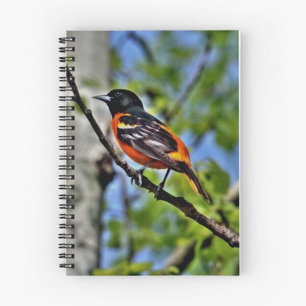 Item preview, Baltimore Oriole designed and sold by Larry Trupp.