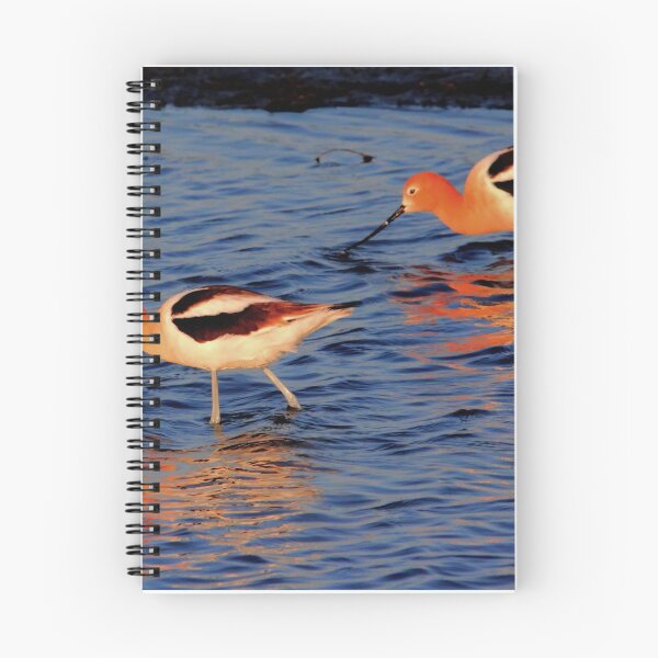 Item preview, American Avocets designed and sold by Larry Trupp.