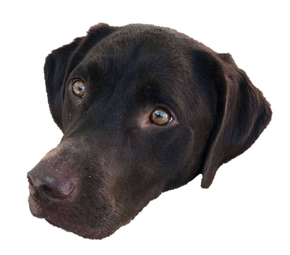 "Emmy Chocolate lab head" by averyzthompson Redbubble