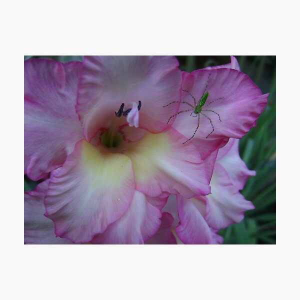 the waiting game Photographic Print