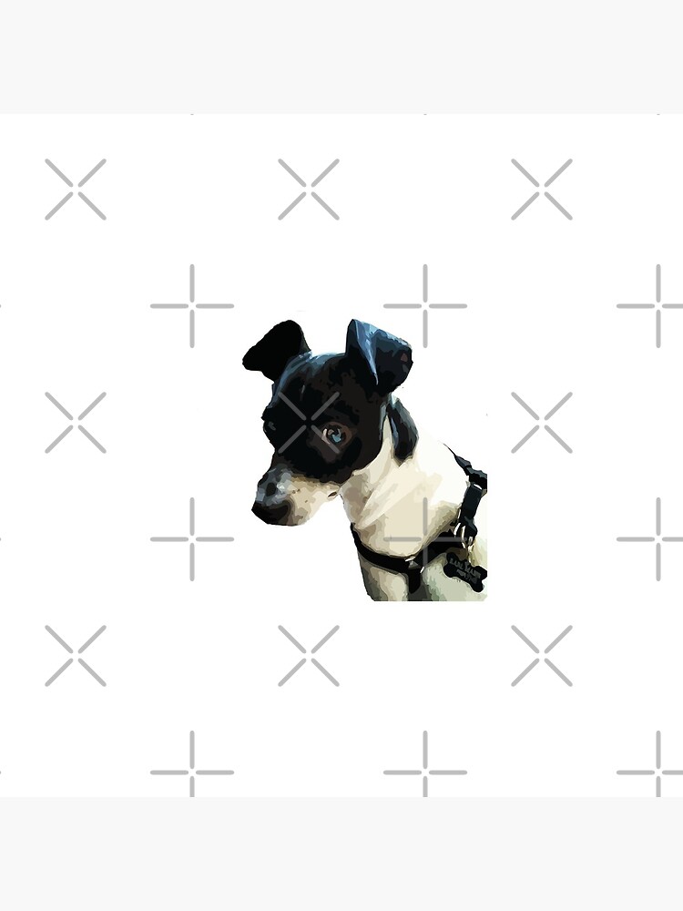 Carl the Rat Terrier by willpate