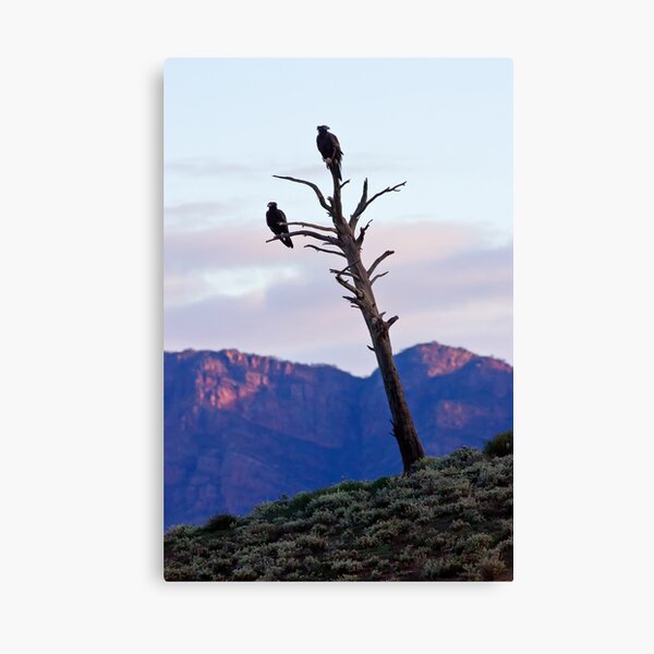 Item preview, Bunyeroo Valley Wedge Tail Eagles designed and sold by Bill  Robinson.