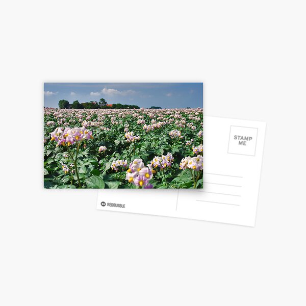 Flowering Potatoes Postcard