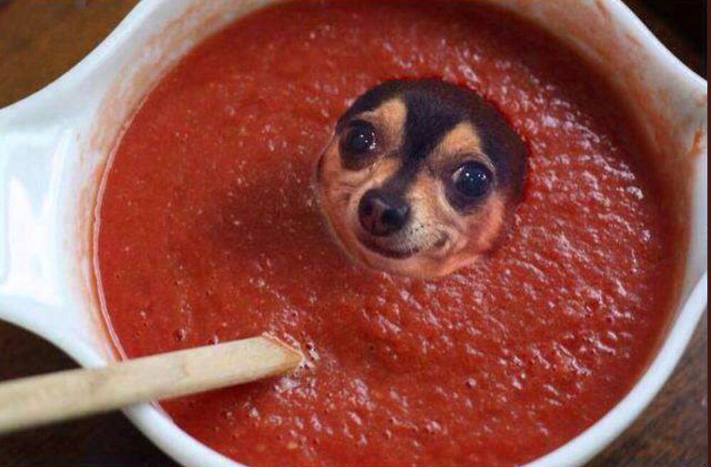 "Dog in Tomato Sauce " by debracornell97 Redbubble