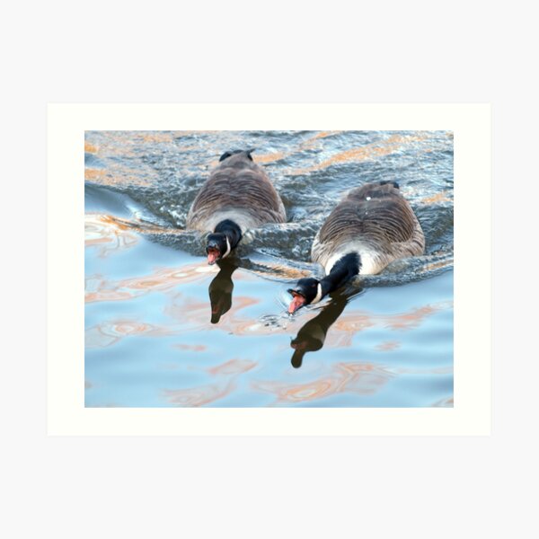 Noisy Canadian Geese Art Print