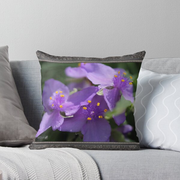 Item preview, Tradescantia named Blue Stone designed and sold by JMcCombie.
