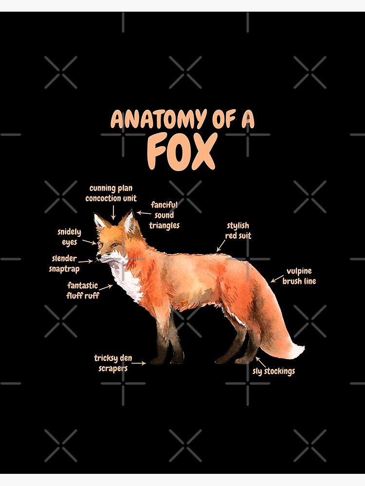 Red Fox Hook – Natures Window
