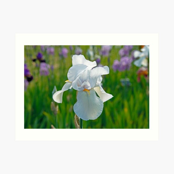 Iris Art Print