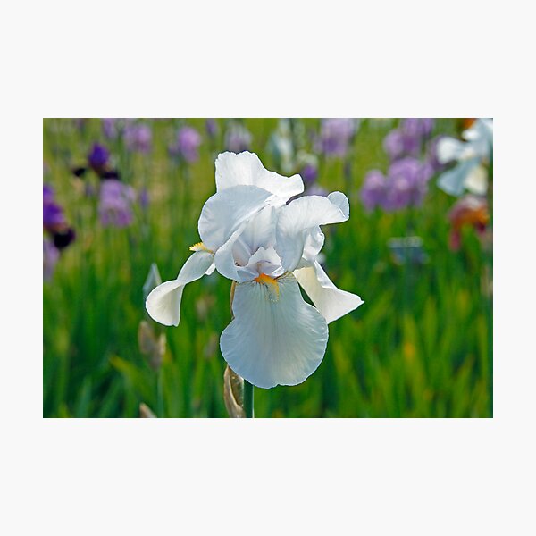 Iris Photographic Print