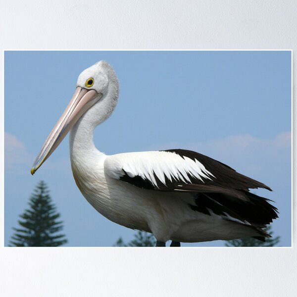 Item preview, Portrait of a Pelican II designed and sold by Tanya Rossi.