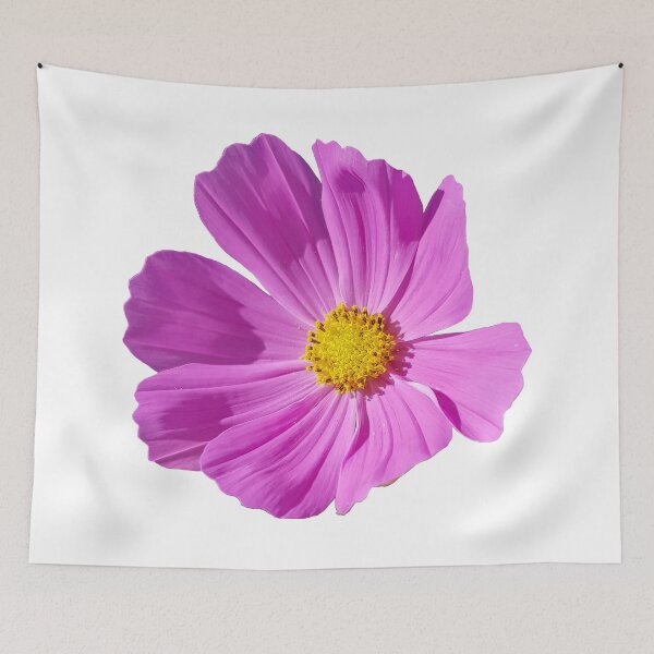 Item preview, Pink Cosmos on a transparent background designed and sold by ellenhenry.